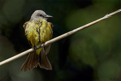 BENTEVEO REAL (Tyrannus melancholicus) - Rincòn de Vignoli - FLORIDA (Abriil 2025)
